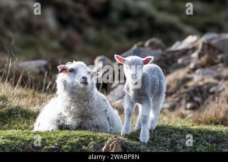 A young spring lamb with its mother on the island of Yell, Shetland. Stock Photo