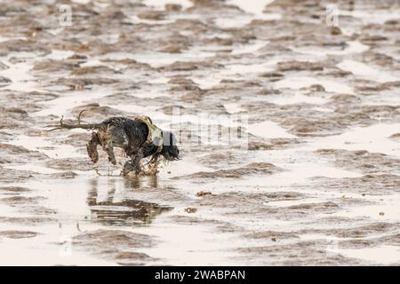 A wet dog playing in the mud on the shore of the Wash, Norfolk. Stock Photo
