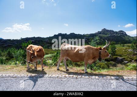 Cows walking along the road in Peneda Geres National Park, Northern Portugal. Stock Photo