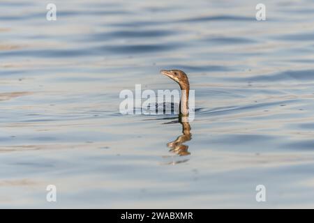 Pygmy cormorant (Microcarbo pygmaeus) swimming in the water in search of food. Bas-Rhin, Alsace,Grand Est, France, Europe. Stock Photo