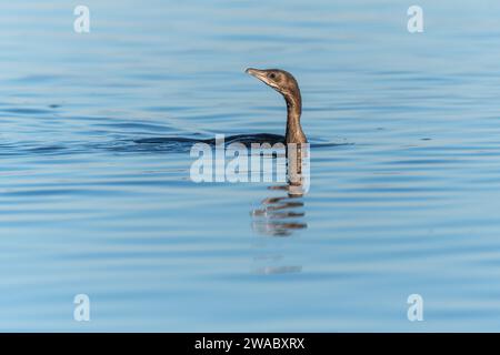 Pygmy cormorant (Microcarbo pygmaeus) swimming in the water in search of food. Bas-Rhin, Alsace,Grand Est, France, Europe. Stock Photo