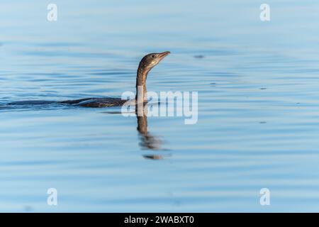 Pygmy cormorant (Microcarbo pygmaeus) swimming in the water in search of food. Bas-Rhin, Alsace,Grand Est, France, Europe. Stock Photo