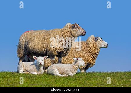 Two twins, white lambs in front of ewes of domestic sheep in meadow / field in spring Stock Photo