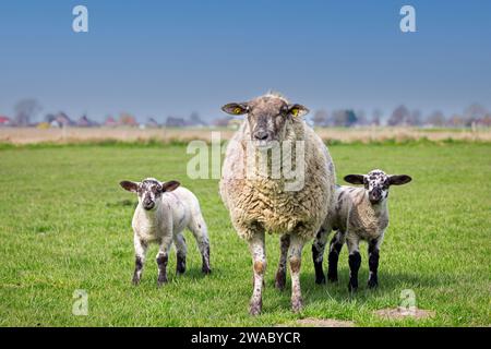 Domestic sheep ewe with twin black and white lambs in meadow / pasture in spring, Schleswig-Holstein, Germany Stock Photo
