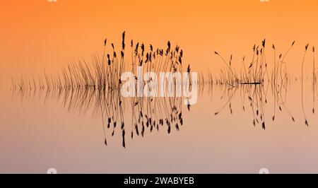 Reflection of reed stems silhouettes in water of pond at sunset in winter Stock Photo