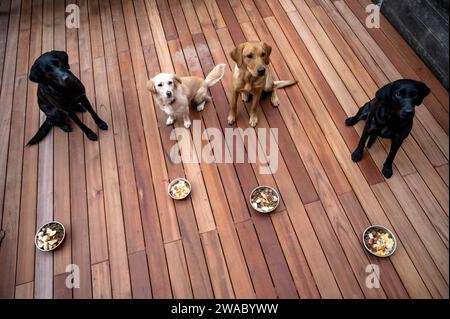 Four beautfiul obedient dogs, labrador retrievers and a mutt, waiting patiently for their meals with full food bowls placed in front of them. Stock Photo