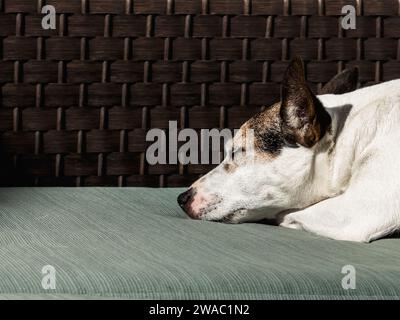 Close-up view of a Jack Russell Terrier dog sleeping in the sun on outdoor furniture Stock Photo