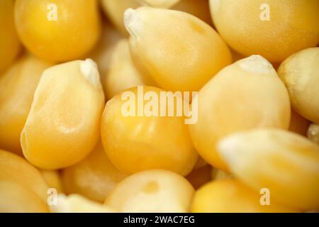 Popcorn kernels in extreme close up,top view macro. Stock Photo