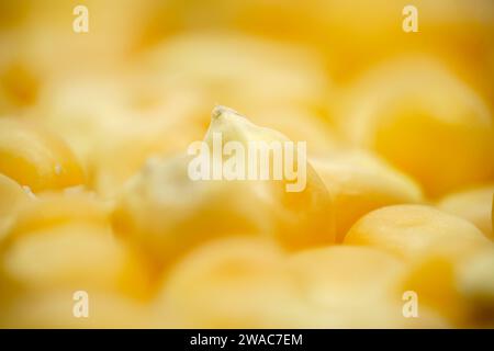 Popcorn kernels in extreme close up, macro. Stock Photo