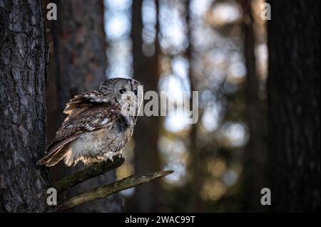 The tawny owl (Strix aluco) is also called the brown owl. Stock Photo