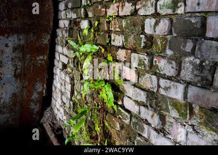 A green plant growing out of a brick wall in an old factory Stock Photo