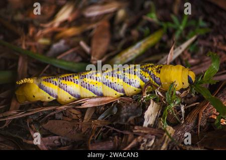 Deaths head Hawkmoth Acherontia atropos larva 15403 Stock Photo