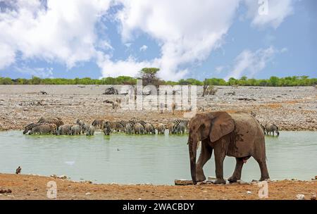 Elephant next to a waterhole while a herd of zebra drink on the opposite side of the bank - Etosha Stock Photo