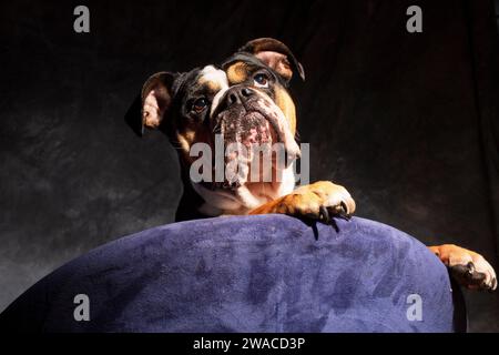 English bulldog with wrinkles, loveley freindly face. golden and brown. cute face Stock Photo