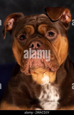 English bulldog with wrinkles, loveley freindly face. golden and brown. cute face Stock Photo