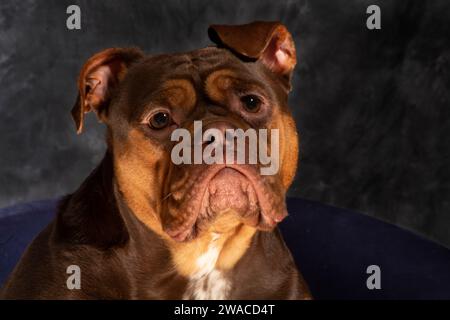 English bulldog with wrinkles, loveley freindly face. golden and brown. cute face Stock Photo