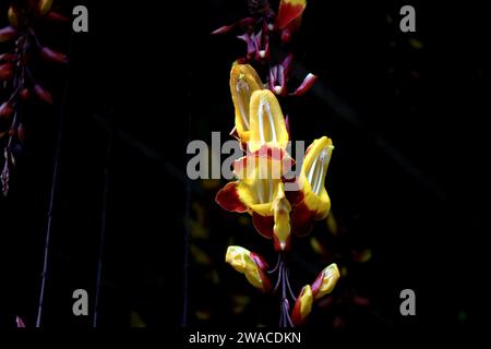 Strangely shaped Thunbergia mysolensis flowers blooming in a tropical forest Stock Photo