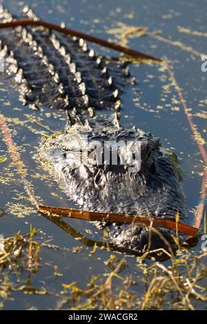 American alligator (Alligator mississippiensis), Ritch Grissom Memorial Wetlands at Viera, Florida Stock Photo