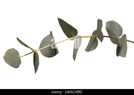 Fresh eucalyptus sprig isolated on a white background. Stock Photo