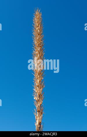 Stalk of a Common Sotol in the Desert in the Guadalupe Mountains National Park in Texas Stock Photo