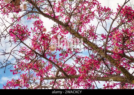 Pink flowers and thorny branches of floss silk tree on blue sky background Stock Photo