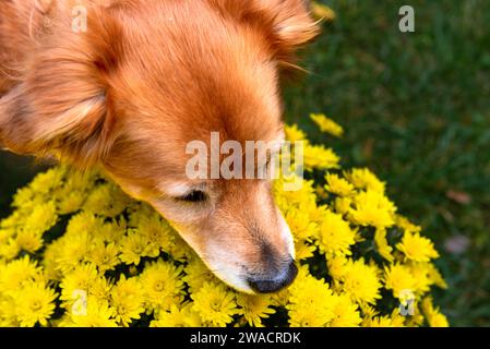 red mix dog sniffs a yellow chrysanthemum flower Stock Photo