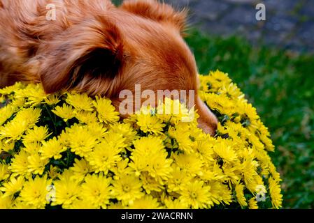 red mix dog sniffs a yellow chrysanthemum flower Stock Photo
