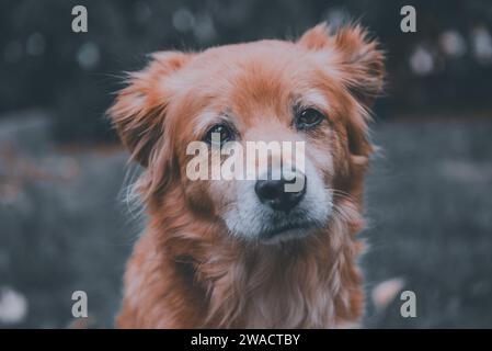 Portrait of red mixed breed dog, dog sitting in the garden. Stock Photo