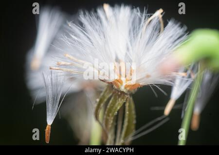 close shot the white dried cyanthillium cinereum flower. Stock Photo