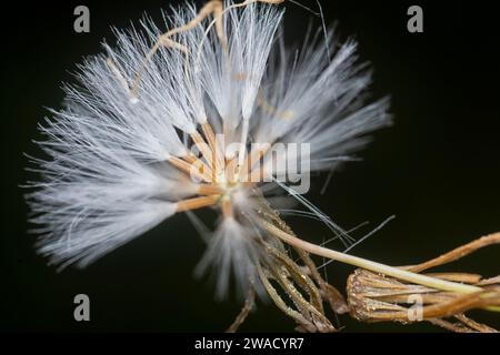 close shot the white dried cyanthillium cinereum flower. Stock Photo