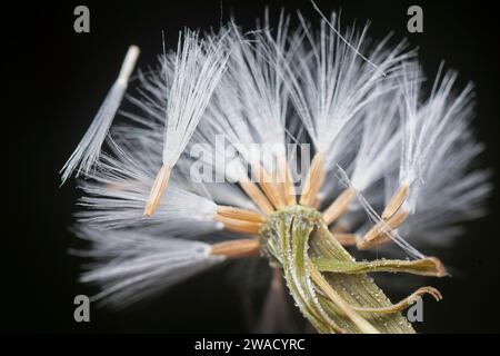 close shot the white dried cyanthillium cinereum flower. Stock Photo