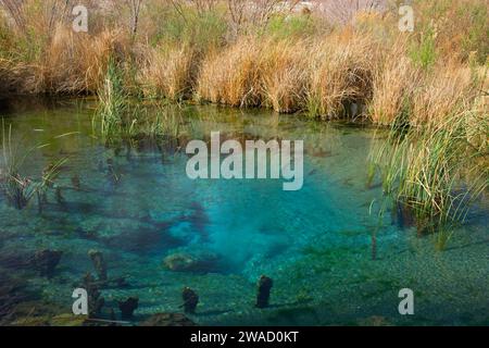 Longstreet Spring, Ash Meadows National Wildlife Refuge, Nevada Stock Photo