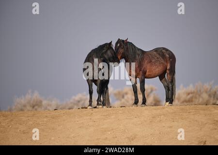 Wild horses in Utah Stock Photo