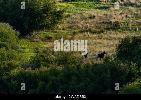 Cow moose (Alces Alces) and calf moose running across meadow Stock Photo