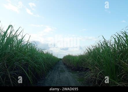 Sugarcane plantation, near the city of Maceió, in the northeast region of Brazil. Stock Photo
