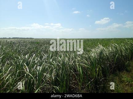 Sugarcane plantation, near the city of Maceió, in the northeast region of Brazil. Stock Photo