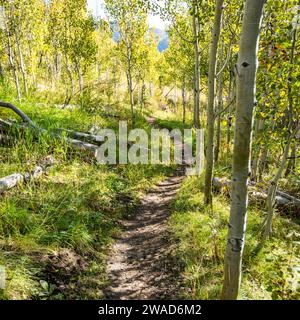 Footpath winding through aspen grove Stock Photo