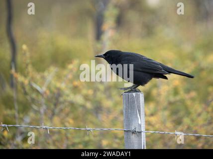 Austral blackbird standing on a fence Stock Photo