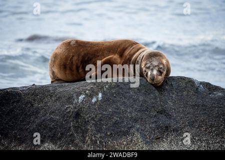 sea wolf sleeping on a rock looking at the camera Stock Photo