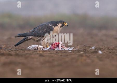 peregrine falcon (Falco peregrinus) feeding on a Flamingo at Little rann of kutch, Gujarat, India Stock Photo