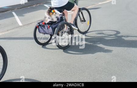 A small dog wearing sunglasses rides in a bicycle basket Stock Photo