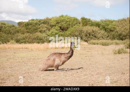 Wilsons Prom wildlife walk, see native australian animals in their own habitat Stock Photo