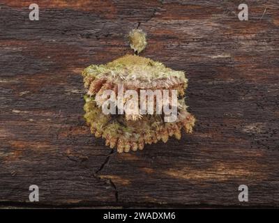 Small spongy and hairy split-gill mushroom (Schizophyllum commune) growing on the decaying wood of a dead tree trunk Stock Photo