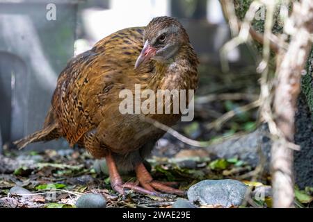 The weka (Gallirallus australis) is a flightless bird species of the rail family. It is endemic to New Zealand. They are sturdy brown birds Stock Photo