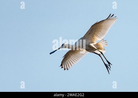 Royal Spoonbill (Platalea regia) in flight with wings outstretched, Northern Territory, Australia Stock Photo