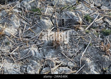 Dryed-out soil on a field in the rural surroundings, Kumrokhali, West Bengal, India Stock Photo