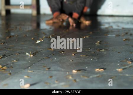 termites or moths in Indonesian (laron) appear on the floor of the house at night with a blurred boy Stock Photo