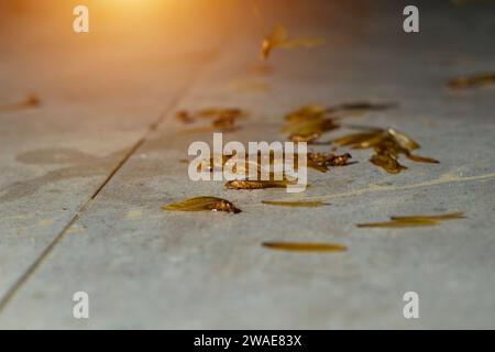selective focus termites or moths on the floor appear when there is light at night Stock Photo