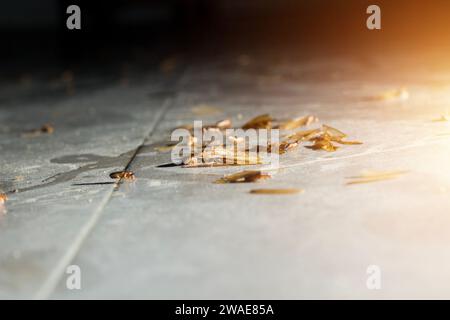 termites or moths on the floor appear when there is light at night Stock Photo