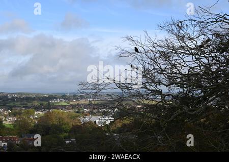 A scenic view of a small town with a tree full of birds perched on its branches, set against a cloudy sky Stock Photo